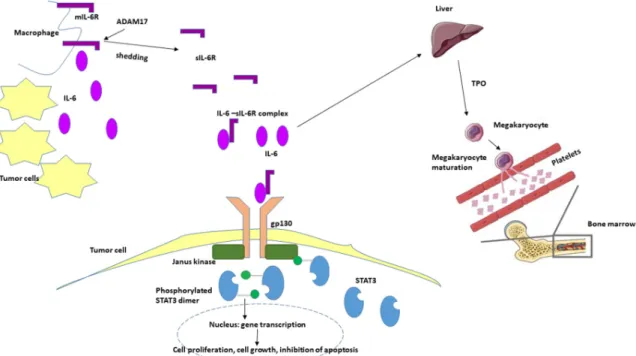 Figure 9. Hypothetical role of IL-6 in oncogenesis and tumor-associated thrombocytosis