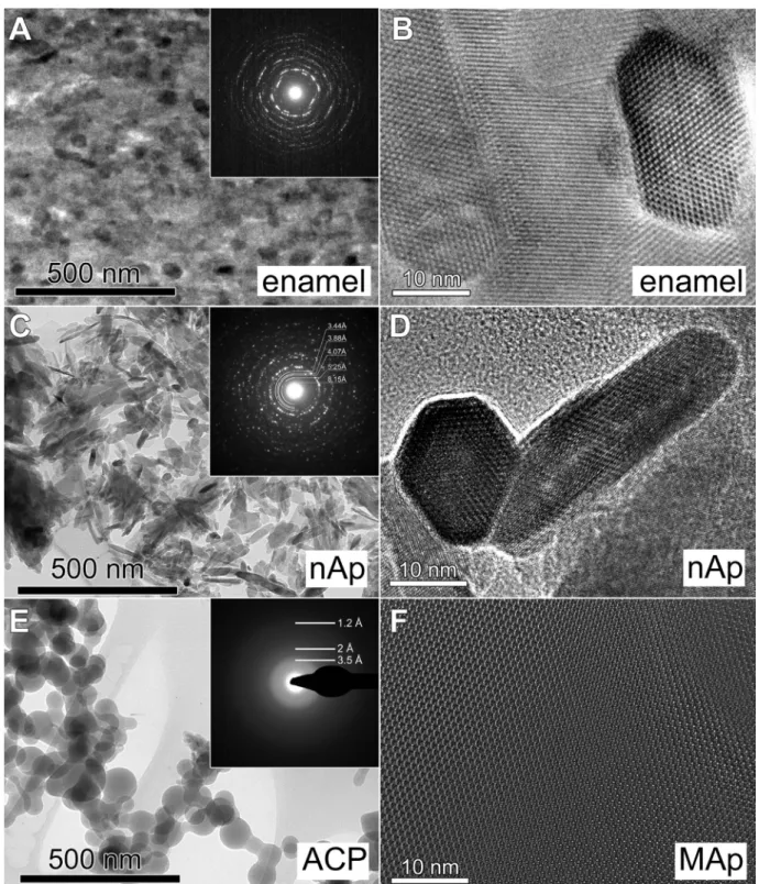 Fig.  4. TEM images  of the studied  enamel and reference Ca-phosphate nanomaterials. (A) primary  dental enamel:  bright ﬁeld  image with SAED pattern in  the inset and (B)  HRTEM image