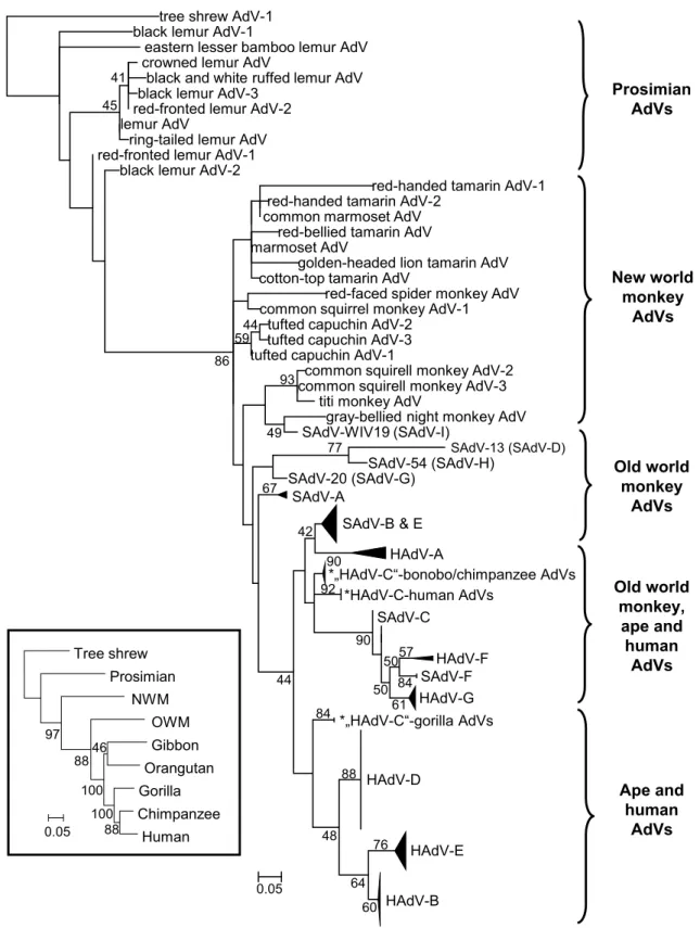 Fig. 1    Phylogeny reconstruction (maximum likelihood analysis)  based on partial sequences of the IVa2 protein of primate  adenovi-ruses (AdVs)