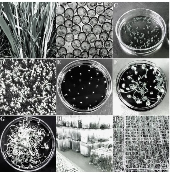 Figure 1. Main stages of winter wheat AC. (A+B) Collection of donor tillers in a uni-nucleated microspore  stage