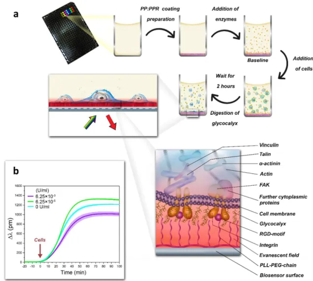Figure 3.  Schematics of RWG measurements of cell adhesion kinetics on the polymer coated biosensor  surfaces