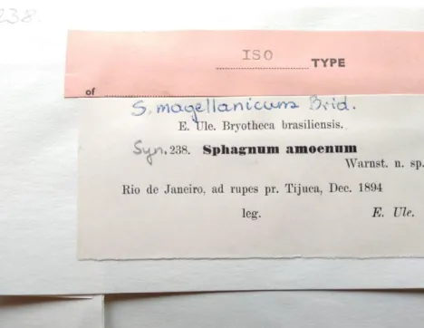Figure 4. Isotype of Sphagnum amoenum Warnst. (foto: A. Sass-Gy.) 