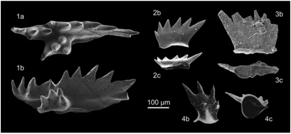 Fig. 4.1  Pectiniform elements of atavistic conodont species from the Middle and Late Triassic