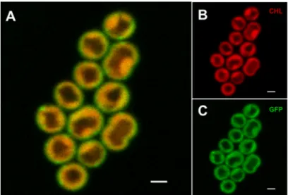 Figure 2. Localization of the free PetC1-GFP fusion protein in Synechocystis cells. The combined  fluorescence picture (A) is formed from the red chlorophyll autofluorescence (B)—red channel and  from the green GFP fluorescence of PetC1-GFP protein (Panel 