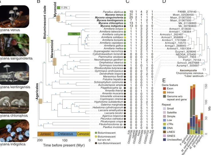 Fig. 1. Phylogenomic analysis of Mycena and related fungi. (A) The five species sequenced in this study