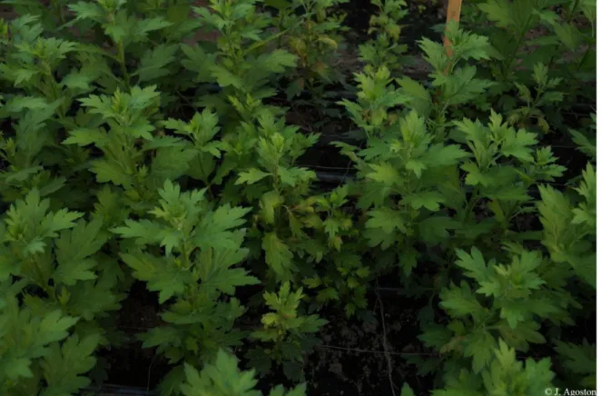 Figure 4. TSVW infection on cut chrysanthemum (front and center, middle). 