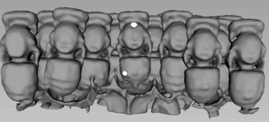Figure 5. Computer-based three-dimensional reconstructions of honey bee pupae infested by V