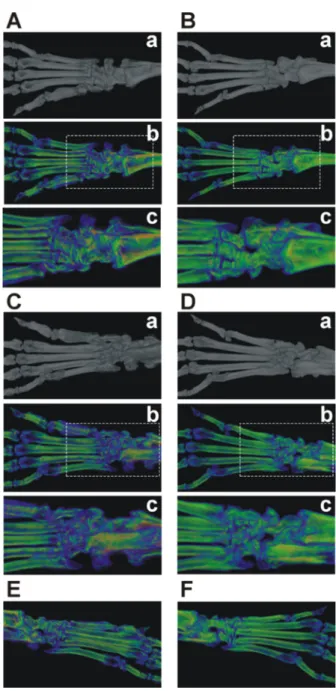 Figure 2. The comparison of the bone microarchitectural changes caused by GIA in Nkx2-3 −/−  and  control BALB/c mice