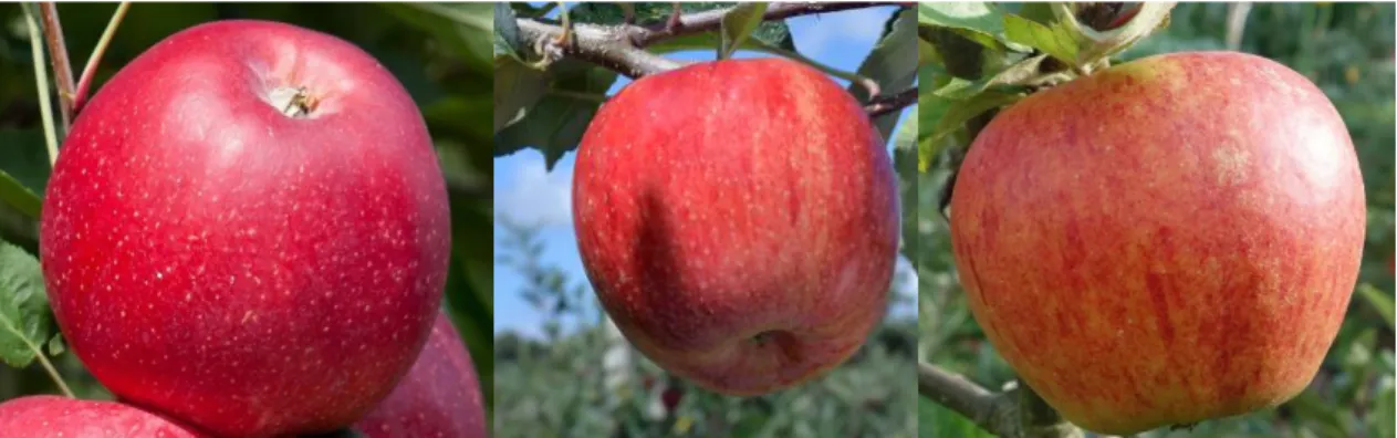 2. ábra. A kísérletben szereplő almafajták (balról jobbra: ‘Anaglo’; ‘Brookfield’ és ‘Schniga)  A  magyar  élelmiszerkönyv  fogalma  a  vízben  oldható  szárazanyag-tartalomra:  „az  élelmiszerből  kipréselhető  folyadék  refraktométerrel  20  o C-on  mért