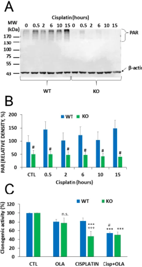 Figure 5. Impaired PARylation contributes to increased cisplatin sensitivity of NMNAT1 −/−  cells