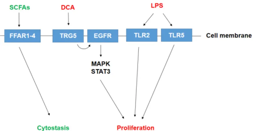 Figure 1. Known bacterial metabolite-elicited signaling pathways in pancreatic adenocarcinoma