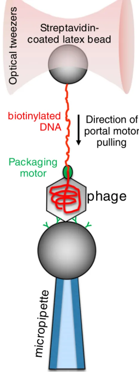 Fig. 1 Schematics of measuring the mechanical function of the φ 29 bacteriophage portal motor (Smith et al