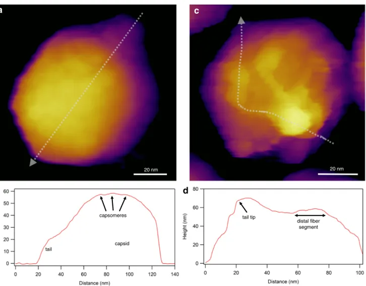 Fig. 2 Imaging virions with atomic force microscopy (AFM) in non- non-contact mode, by using photothermal excitation to resonate the cantilever.