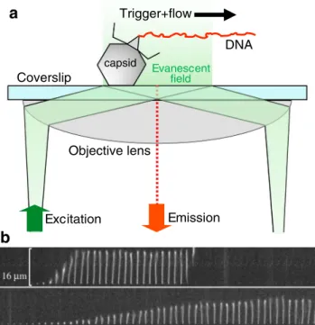Fig. 6 a Schematics of investigating the genomic DNA release from individual phage particles by using a microfluidic device, total internal reflection fluorescence (TIRF) microscopy, and DNA-intercalating fluorophores
