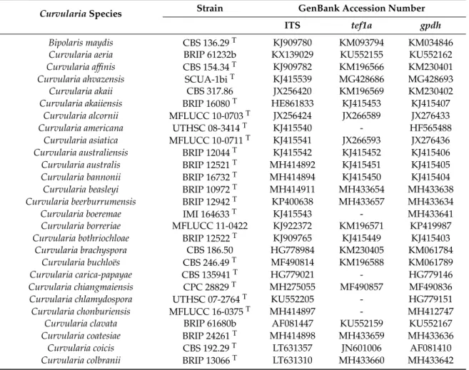 Table 2 shows the strains and sequences involved in the phylogenetic analysis of the genus Curvularia, including four isolates derived from cases of fungal keratitis diagnosed and treated in the Aravind Eye Hospital, Coimbatore, Tamil Nadu, India