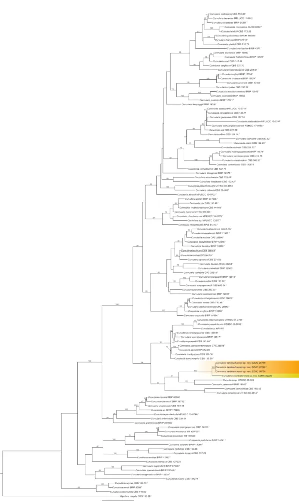 Figure 1. Maximum likelihood phylogeny of the genus Curvularia inferred from the concatenated internal transcribed spacer (ITS), translation elongation factor 1-α (tef1a), and glyceraldehyde-3-phosphate dehydrogenase (gpdh) sequences