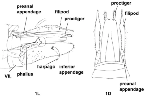 Fig.  1.  Apsilochorema  biguensis  new  species;  holotype  male  genitalia:  1L,  lateral  view; 1D, proctiger, filipod, preanal appendage, dorsal view