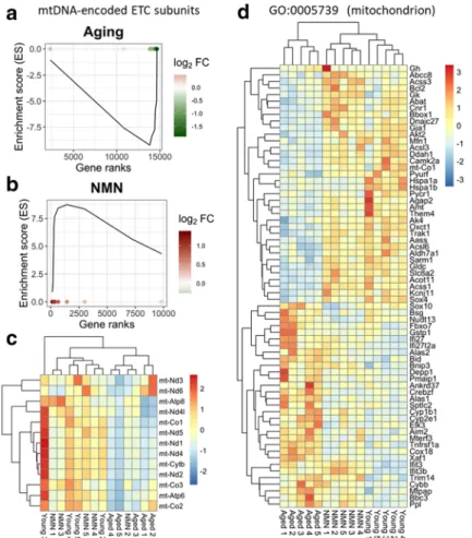 Fig. 4 NMN treatment reverses age-related changes in neurovascular expression of mitochondria-related genes