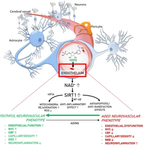 Fig. 7 Proposed scheme for the mechanisms by which restoration of NAD + levels in the aged neurovascular unit by NMN  supple-mentation promotes neurovascular rejuvenation
