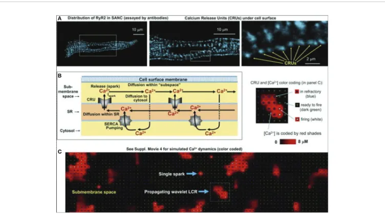 FIGURE 9 | Development of the numerical model of local Ca 2+ dynamics in rabbit SNCs: Ca 2+ release units (CRUs) and Ca 2+ cycling