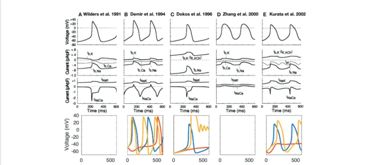 FIGURE 2 | Time-independent background and transporter currents including NCX during spontaneous pacemaking in early SN models: (Wilders et al., 1991) (A), (Demir et al., 1994) (B), (Dokos et al., 1996) (C), (Zhang et al., 2000) [(D); central model], and (