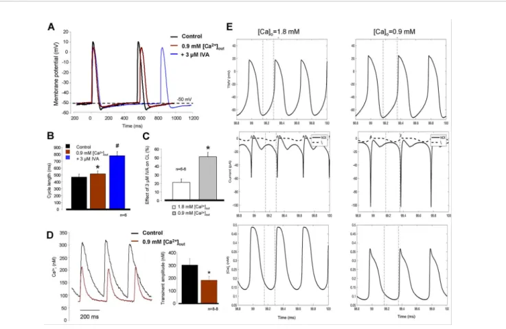 FIGURE 7 | Decreased extracellular Ca 2+ solution (0.9 mM) was used to suppress the intracellular Ca 2+ cycling and therefore Na+/Ca2+ exchanger (NCX)