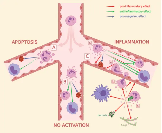 Figure 4. Overview of the role of PMN-EVs in intercellular communication, in coagulation and in  pathogen elimination