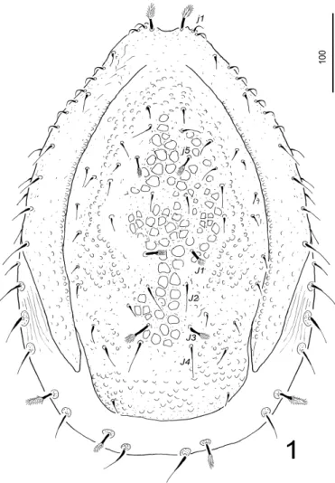 FIGURE 1. Discotrachytes vanharteni sp. nov., female holotype, dorsal idiosoma.