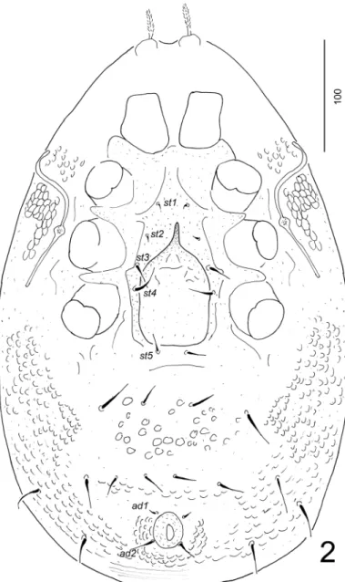 FIGURE 2. Discotrachytes vanharteni sp. nov., female holotype, ventral idiosoma. 