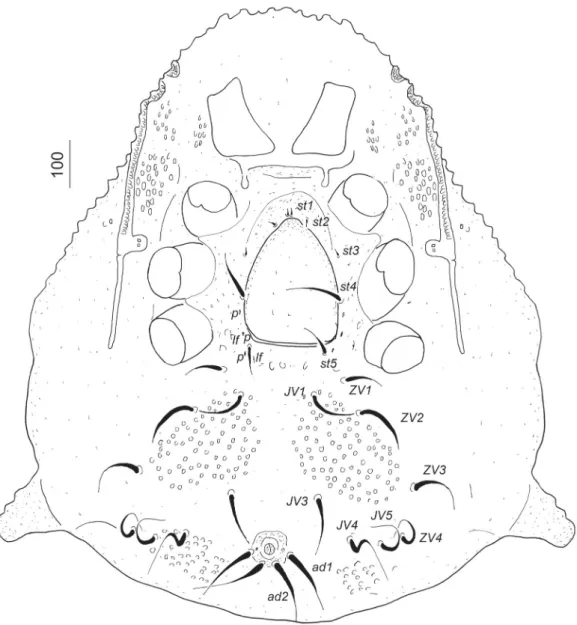 Fig. 2.  Mahnertellina paradoxa gen. nov., sp. nov., ventral side of idiosoma of female holotype.