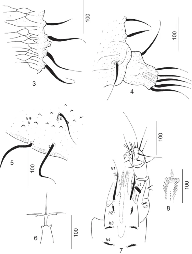 Figs 3-8.  Mahnertellina paradoxa gen. nov., sp. nov., female holotype. (3) Setae and sculptural pattern on marginal shield