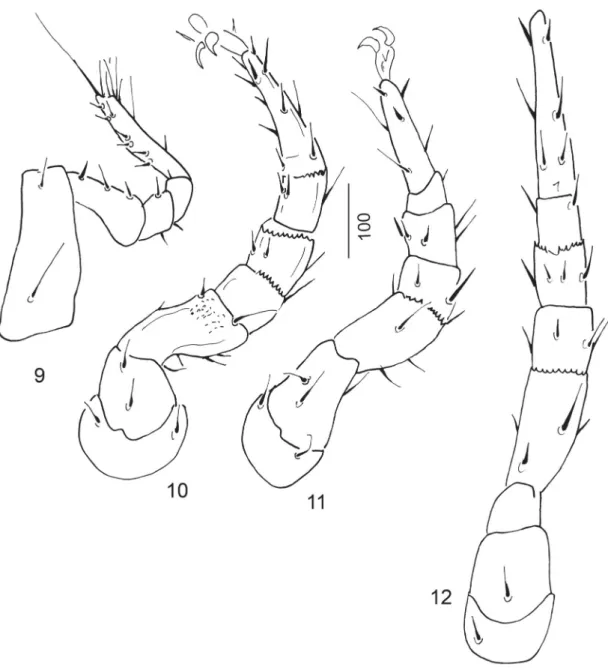 Figs 9-12.  Mahnertellina paradoxa gen. nov., sp. nov., legs of female holotype in ventral view