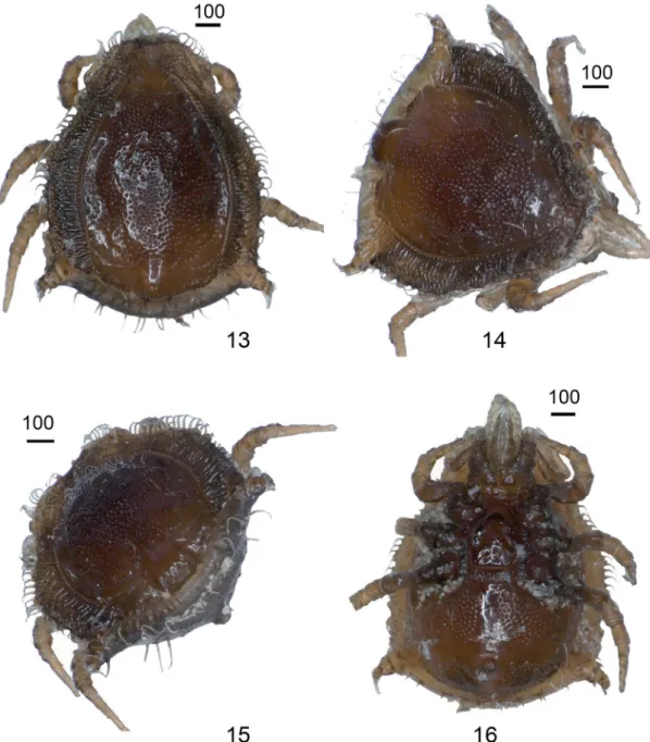 Figs 13-16.  Photos of Mahnertellina paradoxa gen. nov., sp. nov., female holotype. (13) Dorsal view of idiosoma