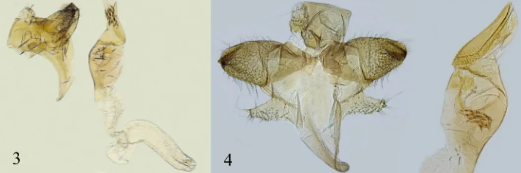 Fig.  2.  Monochroa  tekovella  sp.  n.,  live  adult,  holotype  male,  Slovakia,  Hronské  Kľačany, 14.06.2019    