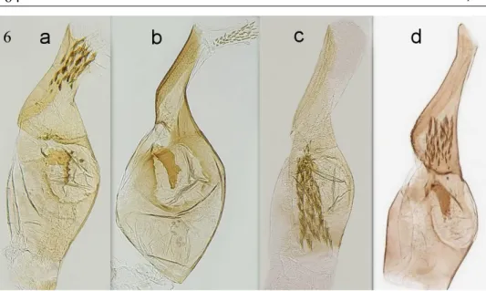 Fig. 6. Monochroa sp., aedeagus, a= M. tekovella sp. n., b= M. elongella, genitalia  slide and photo Peter     Buchner, c=M