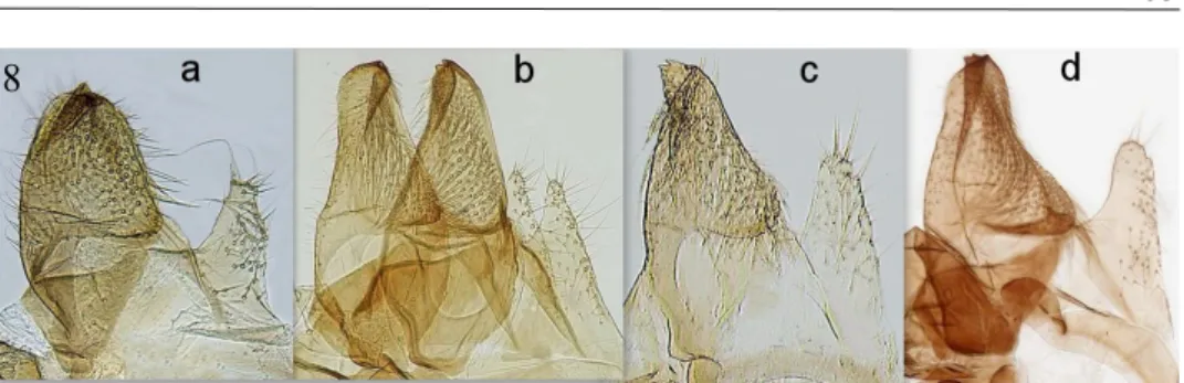 Fig. 8. Monochroa sp. detail of valva and sacculus, a= M. tekovella sp. n., b= M. elon- elon-gella, genitalia slide and photo Peter Buchner, c= M