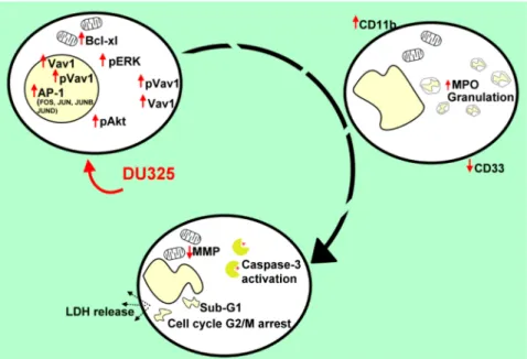 Figure 10. The series of events followed after the treatment of HL-60 cells with DU325