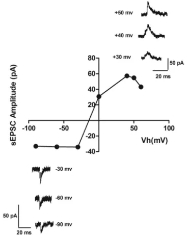 Fig. 1. Current–voltage relationships for NMDA sEPSCs of coerulear neurons. Sample sweeps exemplifying NMDA sEPSCs recorded at different holding potentials
