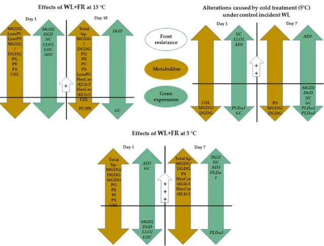 Figure 7. Our conclusion about the effect of WL-enriched FR and cold temperature on lipid content and quality of the expression of the related genes in barley leaves