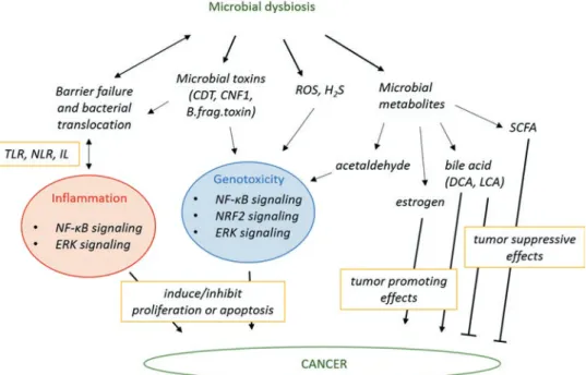 Fig. 10.3  Mechanisms by which microbial dysbiosis modulates carcinogenesis