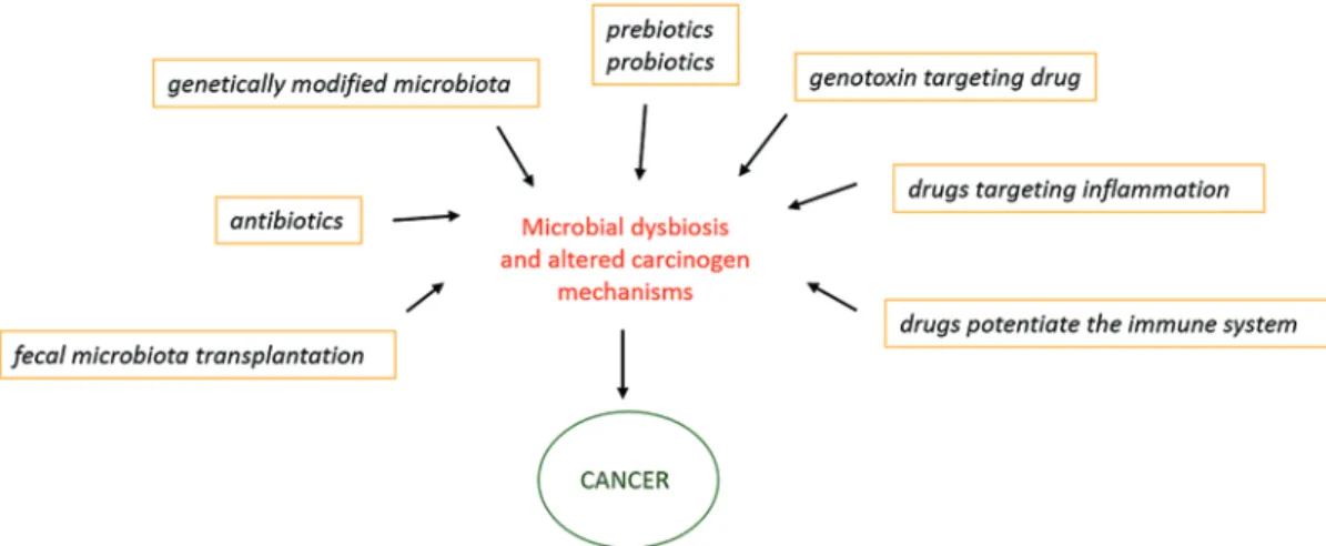 Fig. 10.4  Targeting the microbiome for modulation of carcinogenesis