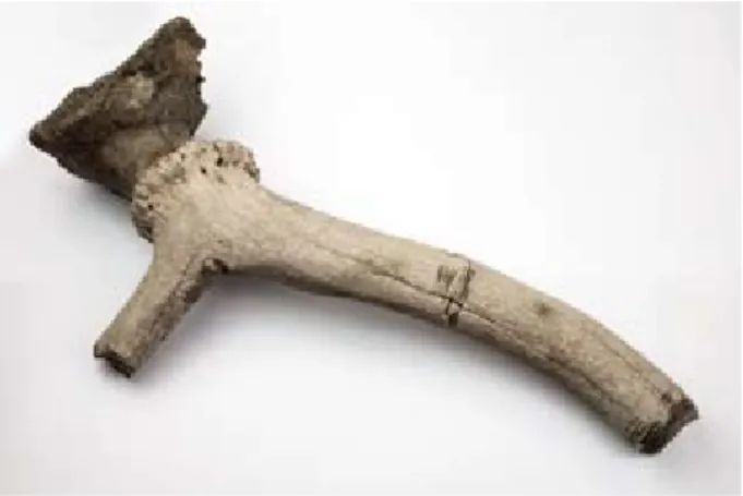 8. kép: Gímszarvas koponyatöredéke a fű- fű-részelt agancs maradványaival Visegrádról,  a 14