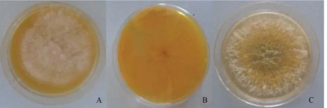 Fig. 1. A. fl avus on: AFPA (3 days, 30 °C): A: colony surface; B: colony reverse; C: CDA (7 days, 25 °C)