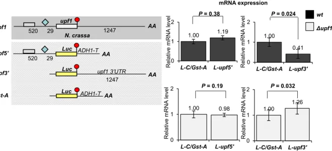 Fig. 6. The upf1 mRNA triggers long 3’UTR-induced NMD in N. crassa . (A) Schematic, nonproportional representation of the endogenous upf1 mRNA and the reporter transcripts used in this experiment