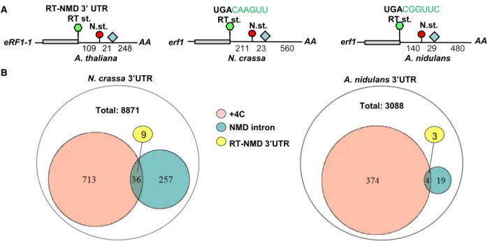 Fig. 1. The N. crassa erf1 mRNA has a functional RT-NMD 3’UTR. (A) Schematic, nonproportional representation of Arabidopsis eRF1-1 , N