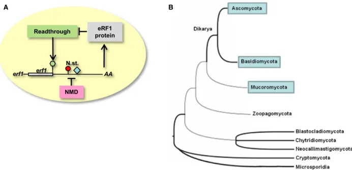 Fig. 4. Eukaryotic release factor 1 autoregulation was present in the common ancestor Mucoromycota and Dikarya