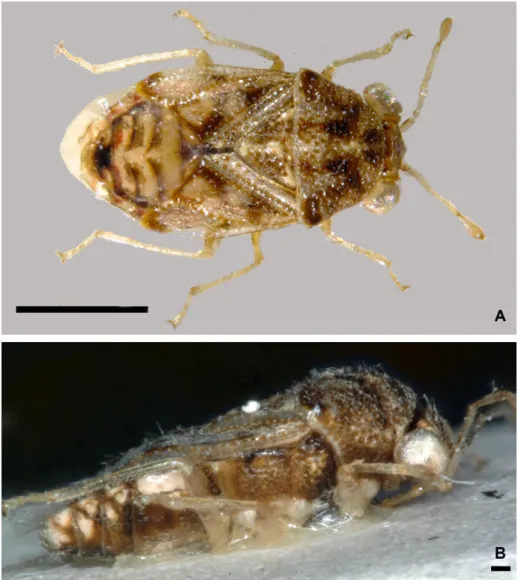 Fig. 1. Nannogermalus marmoratus (paratype male, NHMW): A = dorsal habitus, B = lateral view Scales: A = 1 mm, B = 100 µm