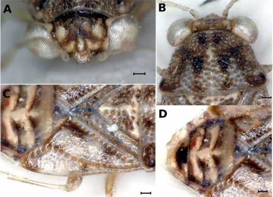 Fig. 2. Details of Nannogermalus marmoratus (paratype male, NHMW): A = head in frontal  view, B = head and pronotum, C = scutellum and hemelytron, D = abdomen