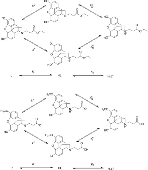 Figure 13. The microscopic protonation forms and microspecies of N-carboxyethyl-normorphine  ethyl ester (13) and N-carboxyethyl-norcodeine (27)
