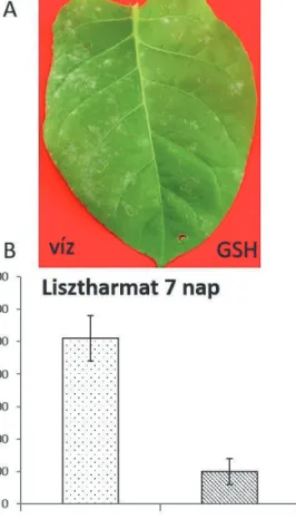 3. ábra. Euoidium longipes lisztharmat fertőzés  tünetei 7 nappal az inokuláció után, fogékony  dohánynövény levelén (A)